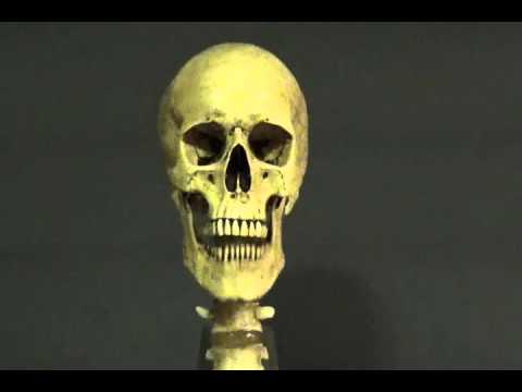 Pneumatic Harvey Skull