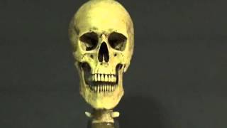 Pneumatic Harvey Skull screenshot 4