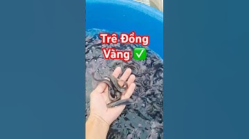 @catrevietnam ✅ Cá Trê Đồng mẫu đẹp giao toàn quốc #cágiống 0962435725 #cátrêđồng @cadacsan