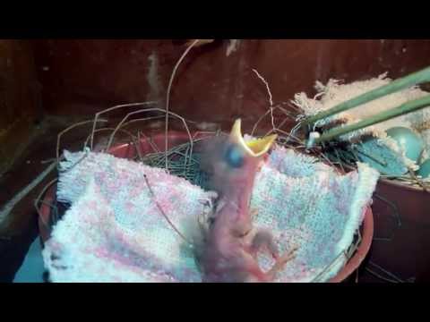 Nyuapin Anakan Jalak Suren (21)  Doovi