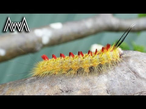 Awa Trichiocercus Sparshalli Hairy Yellow Caterpillar With Red Tufts Black Spiky Hairs Youtube