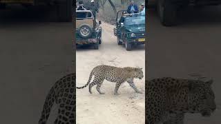 King Of The Jhalana And Safari With World Of Wilders Leopard Safari Safari