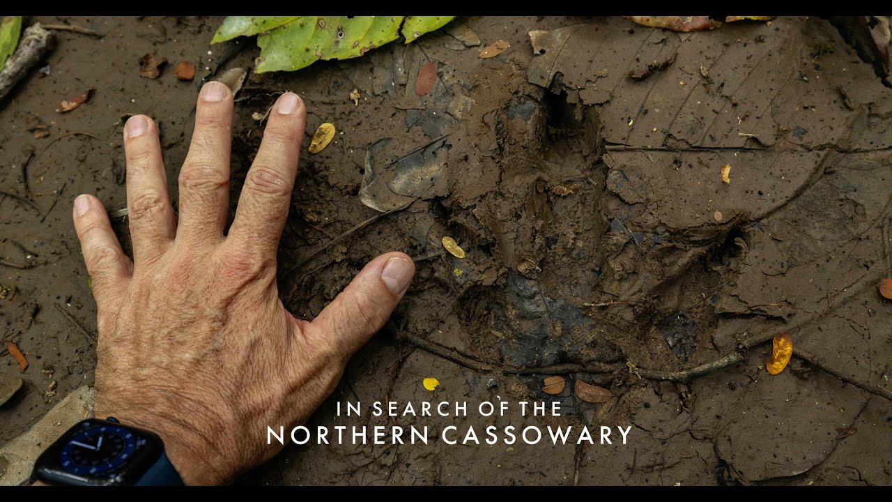 В поисках северного казуара