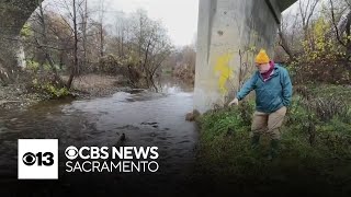 Redding salmon habitat restoration has ptoven to be a major success