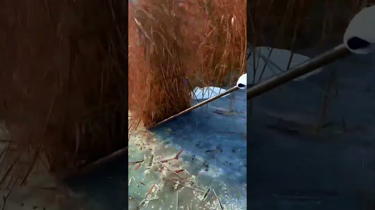 a unique tool for harvesting wheat in the ice fields