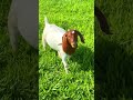 The Secret to Raising Boer Goats for Beginners (You Won&rsquo;t Believe How Easy It Is!)#shorts #viral