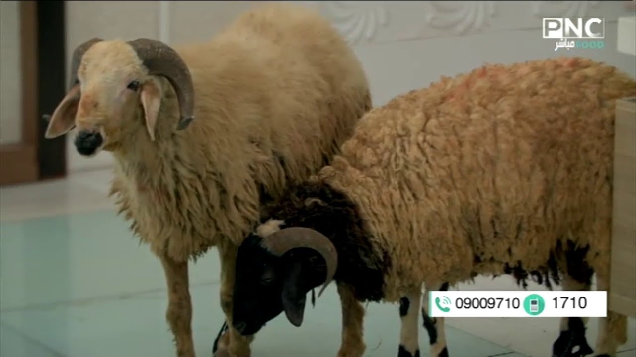 علامات مميزة لمعرفة الخروف البلدي من البرقي وطريقة اختيار الأضحية العزومة مع الشيف فاطمة أبو حاتي Youtube