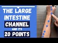 The large intestine channel meridian  large intestine acupuncture points