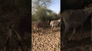 Donkey 🫏 groups #animallife #animals #donkeylife #nature #wildlife