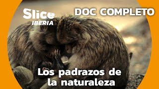 El papel de los padres en la naturaleza | SLICE Iberia | DOCUMENTARIO COMPLETO