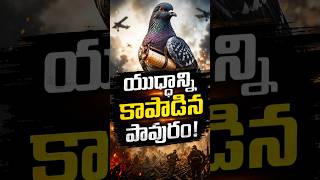 The Hero Pigeon That Saved 194 Soldiers in WW1! 🕊️ #telugufactsworld