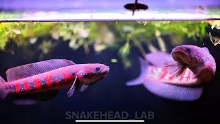 Channa Asiatica (Chinese Snakehead) Adult Pair Feeding Time