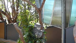 Meeting a koala at Taronga Zoo, Sydney