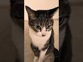 猫の何だあれ😾 - Cats What - #shorts #cat