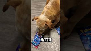 My DOGS Open More POKÉMON CARDS!