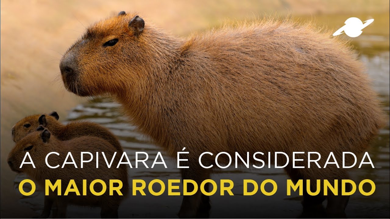 5 fatos totalmente impressionantes sobre capivaras, as maiores