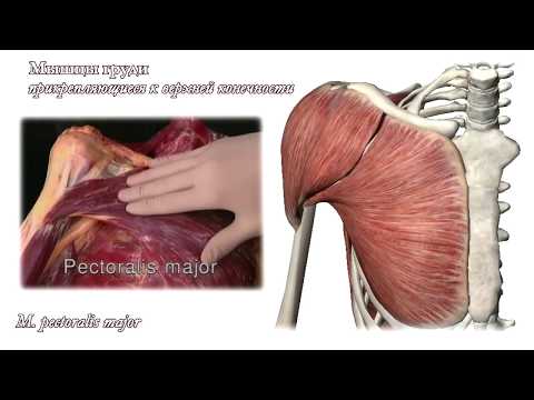 Видео: Анатомия, схема и функции мышц грудной клетки - Карты тела