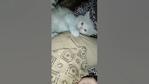 Watch the video about Kitten playing and fighting with me #persian #cat #catlover