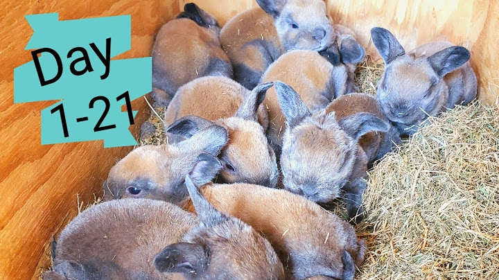 Timelapse Baby Bunnies Growing | Rabbit Babies Day In 21 Days