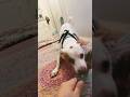 Puppy archives: playing with chico my little #jackrussellterrier