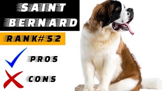 Saint Bernard Pros And Cons | The Good And The Bad