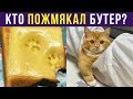 Приколы с котами. Кто пожмякал бутерброд? | Мемозг #228