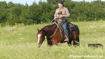 Stylin Missy - bridleless trail! - ValleyViewRanch.net