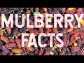 The American Mulberry (aka the Red Mulberry) is amazing