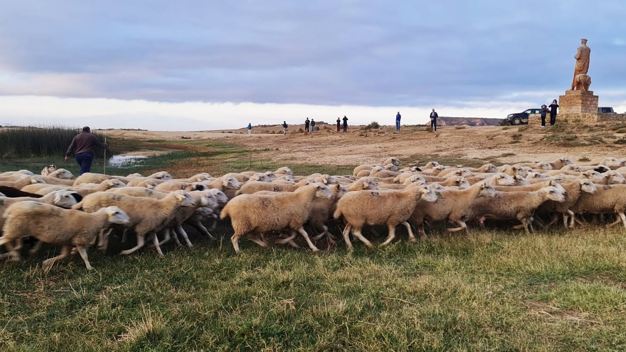 Trashumancia en Bardenas. El Paso 18/9/22