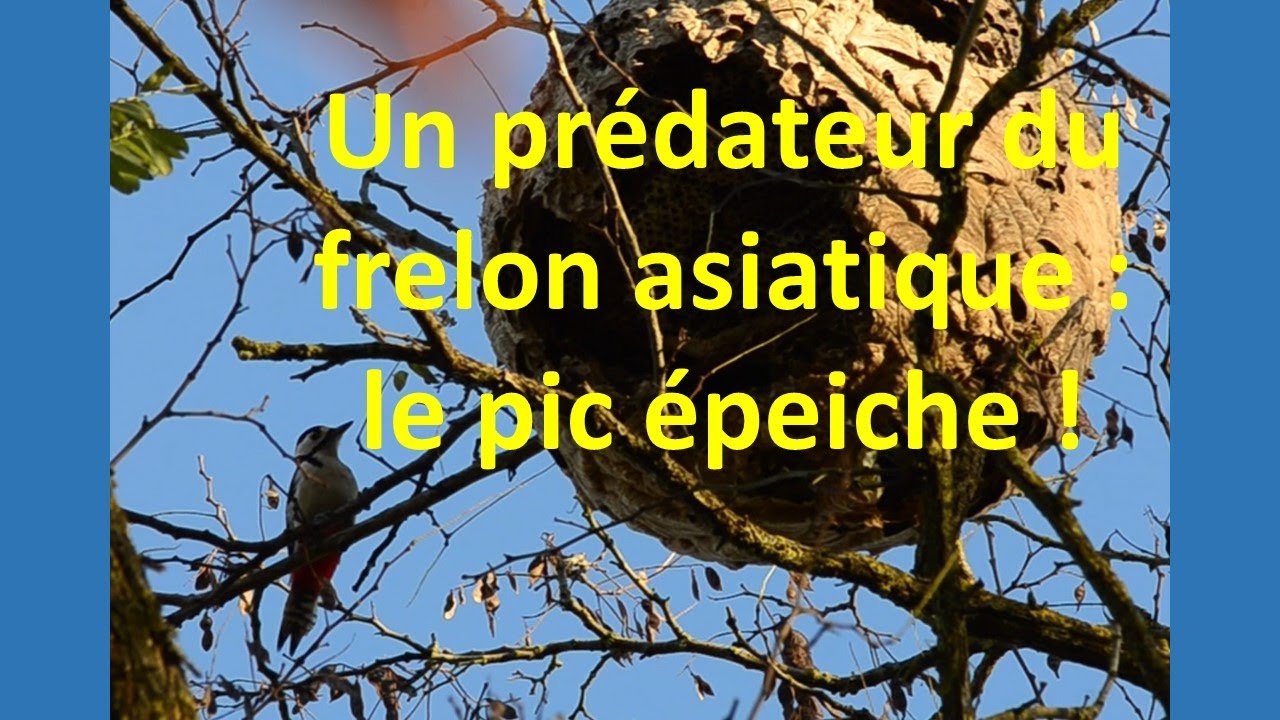 Un prédateur du frelon asiatique YouTube — free download