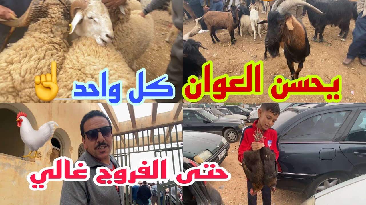 سيدي ملوك العيون الشرقية السوق الأسبوعي شوفو معانا ثمن المواشي