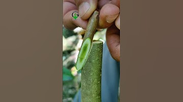 Plant grafting technique for beginners successful and satisfying #shorts #grafting #videos #diy