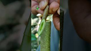 Celebrity Plant grafting technique for beginners successful and satisfying #shorts #grafting #videos #diy Wealth