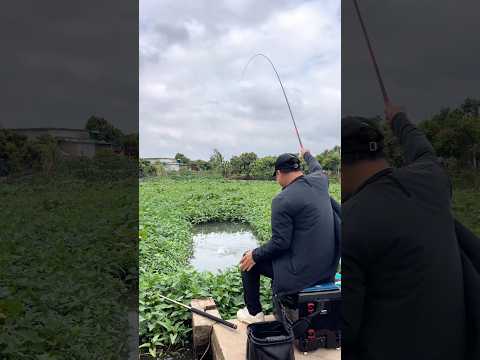 Câu cá sông gặp bầy rô đồng ( Tập 1 ) #chungnguyenfishing