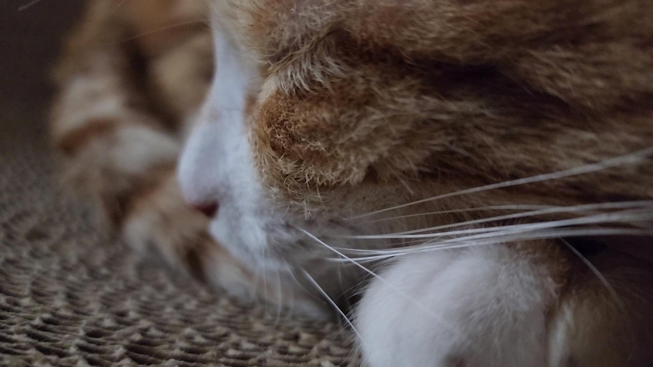 굿밤 가지 (26.03.03)