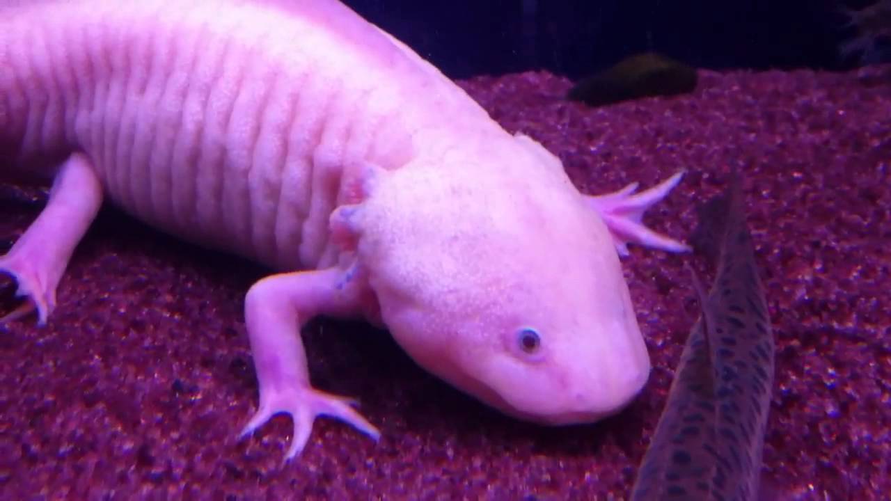 ウーパールーパー 病気2 Youtube