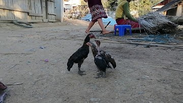 3 tug mi nyuam qaib sib tog....​Heev tas2...​Saib lawm los txhob chim nawb..