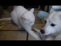 ストーブ前を独り占めしたい猫