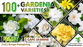 Download Lagu 100+ BUNGA KACAPIRING Part 1 | GARDENIA JASMINOIDES VARIETIES | JEMPIRING | PLANT ID | CAPE JASMINE MP3