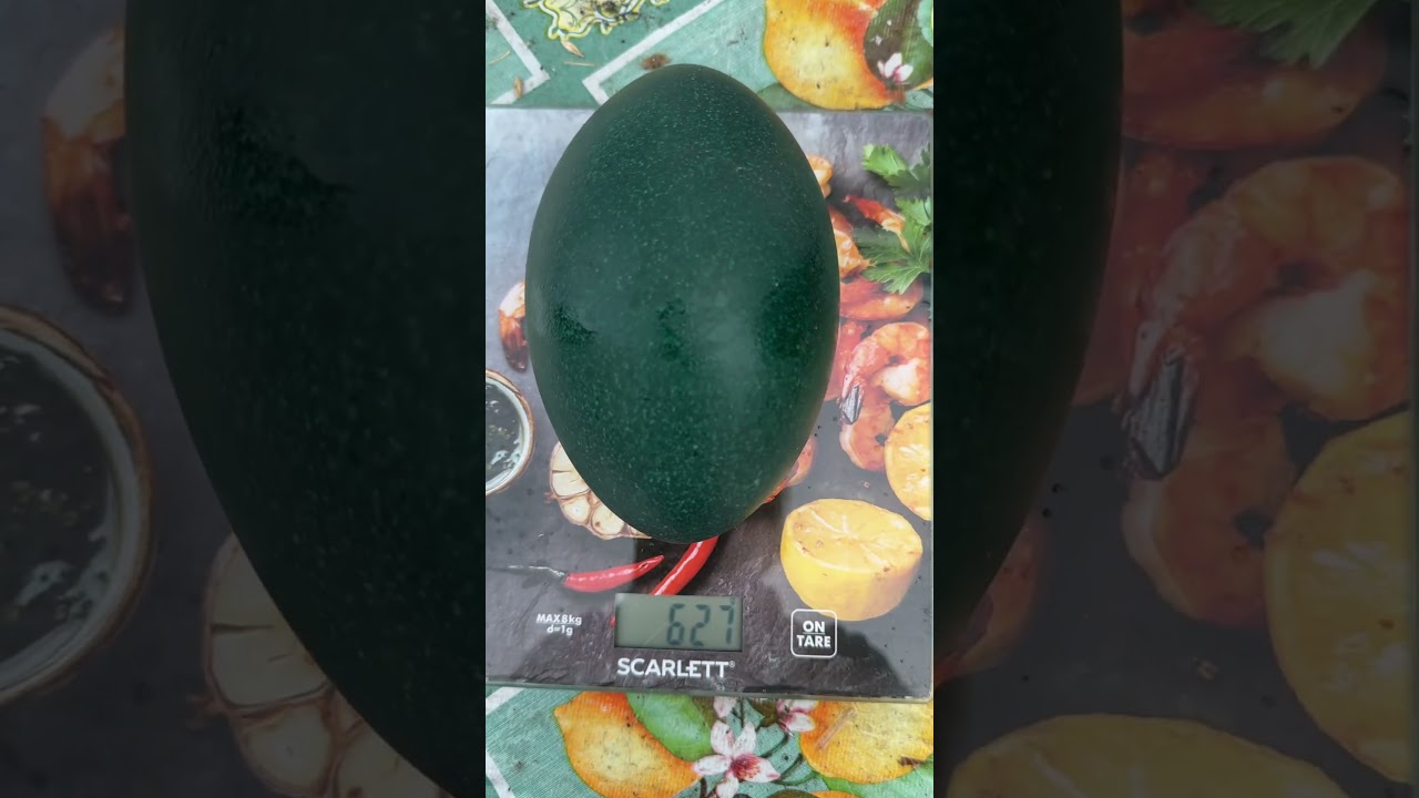 Вес яйца эму