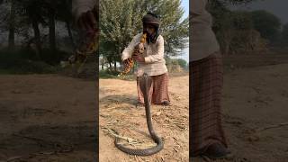 Jogi try catching the snake kingcobra