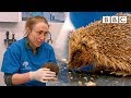 A very cute hedgehog’s day at the vet 😍🦔 | Mountain Vets - BBC