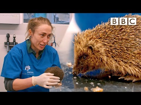 A very cute hedgehog’s day at the vet  | Mountain Vets - BBC