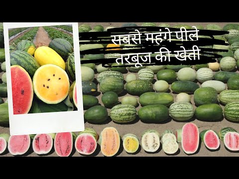 रंग बिरंगे तरबूज बिक रहे हैं महंगे दामों में । ColourFul watermelon Farming | Known we Taiwan seeds