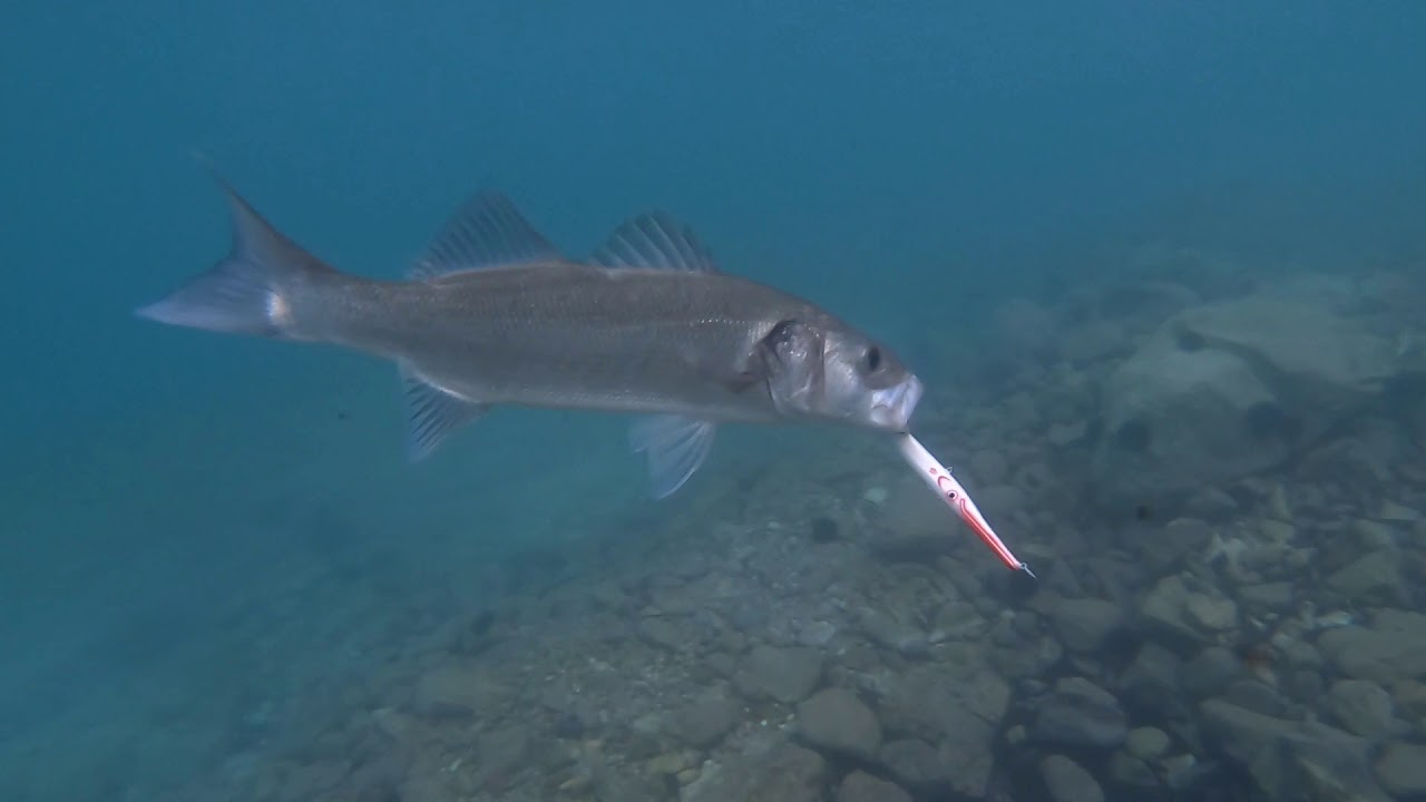 Seabass on surface lure - Live strike on Spasm fishing lure 