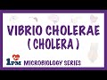 Vibrio cholerae cholera  pathophysiology  symptoms  diagnosis  treatment