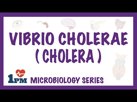 Vibrio Cholerae (Cholera) - Pathophysiology - Symptoms - Diagnosis - Treatment