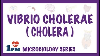 Vibrio Cholerae (Cholera) - Pathophysiology - Symptoms - Diagnosis - Treatment