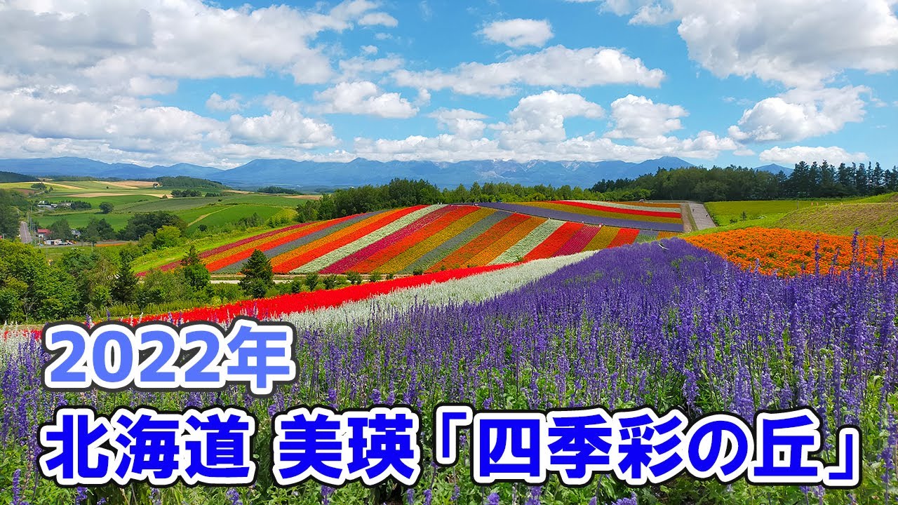 北海道 美瑛「四季彩の丘」で、一面のお花畑を楽しんできた！ - YouTube