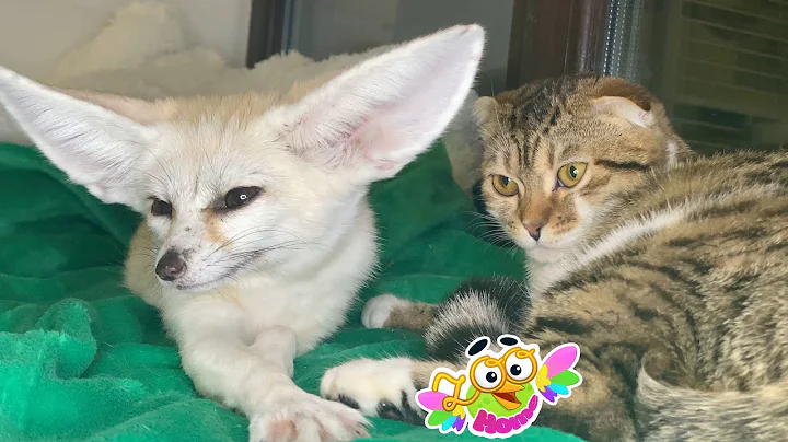 Watch the video about Tiffany the fox and Shekel the cat go to bed.